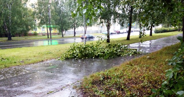 Штормовой ветер уже сутки бушует в Озерске. Сильный штормовой ветер повалил деревья и рекламные проспекты.